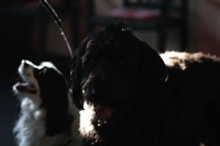 2011 CBF-Dogs