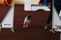 2011 CBF-Dogs