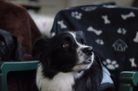 2012 CBF-Dogs
