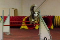2012 CBF-Dogs