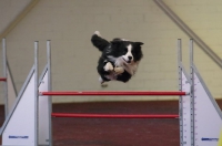 2012 CBF-Dogs