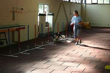 2010 CBF-Dogs