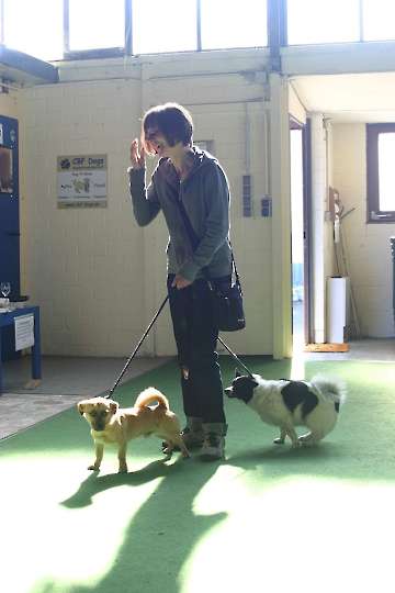 2010 CBF-Dogs