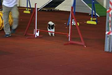 Agility for Fun 25.04.2010