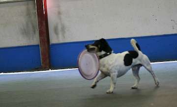 Dogfrisbee Anfängerseminar 22.04.2007 9.00 Uhr