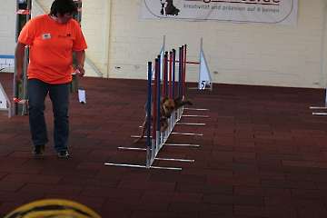 2012 CBF-Dogs